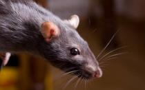 Употребление в пищу мяса крыс и мышей, рецепты и блюда из крыс и мышей
