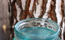 Kada i kako sakupljati sok od breze: preporuke i korisni savjeti Kako pravilno sakupljati sok od breze u proljeće