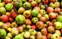 Jabuke pod utjecajem: sve o jabukovači