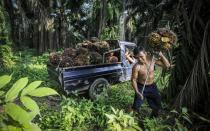 Talište palminog ulja, značajke proizvodnje, koristi i štete